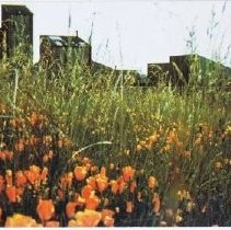 Wildflowers by the lodge