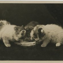 kittens drinking from a saucer