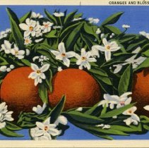 Oranges and Blossoms