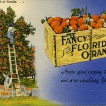 The Golden Fruit of Florida