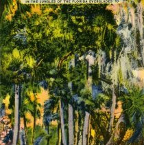 In the Jungles of the Florida Everglades