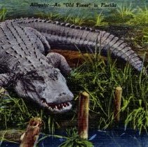 Alligator
