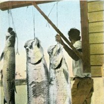 Tarpon catch
