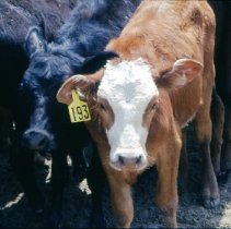 Collier County Stampede Rodeo