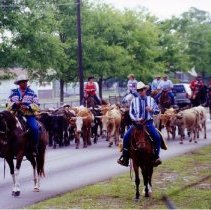 Cattle Drive on Main Street