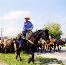 Cattle Drive
