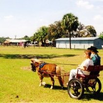 Pony-drawn cart ride