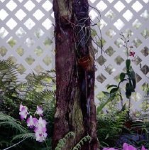 CCM Orchid house dedication