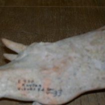 [Bull's Head Rhyton/ Drinking Horn]