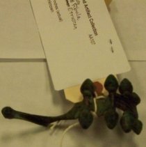 [Crossbow Fibula, Garment Clasp]