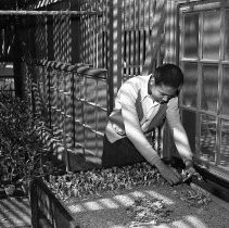Jefferson high school activities.  (Taken during open house)  Working in the glasshouse; transplanting.