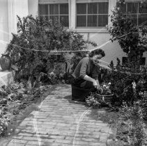 North Hollywood high school activities.  Girl gardening in the patio of her home.[Horticulture]