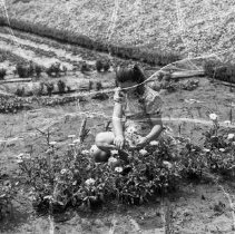 North Hollywood high school activities. Girl working in her home garden.[Horticulture]