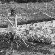 North Hollywood high school activities.  Girl working in her home garden. [Horticulture]