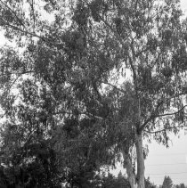 Los Angeles High School activities.  Orientation class activities. Reading improvement class on lawn.