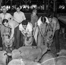 Los Angeles City High School students marketing sheep at the Los Angeles Union stockyards.  Students with their sheep.  [Future Farmer’s of America (FFA), Agriculture]