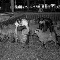 Los Angeles City High School students marketing sheep at the Los Angeles Union stockyards.  Students with their sheep.  [Future Farmer’s of America (FFA), Agriculture]