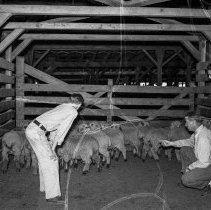 Los Angeles City High School students marketing sheep at the Los Angeles Union stockyards.  Weighing the sheep.  [Future Farmer’s of America (FFA), Agriculture]