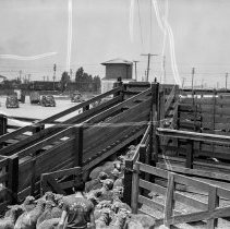 Los Angeles City High School students marketing sheep at the Los Angeles Union stockyards.  Loading sheep.  [Future Farmer’s of America (FFA), Agriculture]
