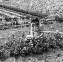 North Hollywood high school activities. Girl working in her home garden.[Ho