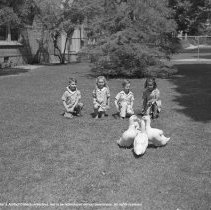 Sterry school activities.  Kindergarten children playing with ducks on school lawn.