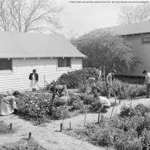 Meyler street school activities.  Special Education.  Pupils gardening.
