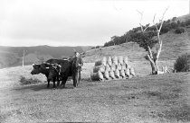 D. McKay, bullocks and grass seed. Donald J. McKay photo, 1950.
