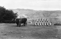 D. McKay, bullocks and grass seed. Donald J. McKay photo, 1950.