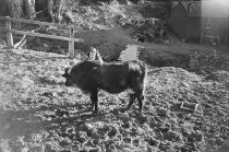 Janice Crotty and cow. Donald J. McKay photo, 1950.