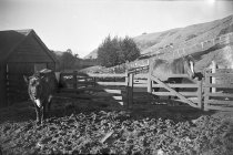 L. Crotty's cow and horse. Donald J. McKay photo, 1950.