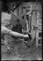 Dehorning, McKay farm. Donald J. McKay photo, 1951