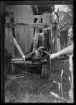 Dehorning, McKay farm. Donald J. McKay photo, 1951