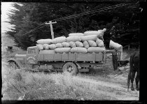 Bert Williams transporting McKay coocksfoot. Donald J. McKay photo, 1951