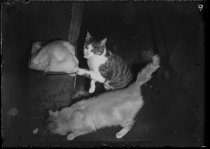 Sneezy. Donald J. McKay photo, 1951