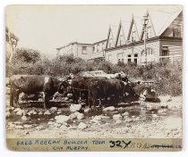 Fred Keegan's Bullock Team. Conway Murphy, c.1900.