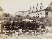 Fred Keegan's Bullock Team. Conway Murphy, c.1900.