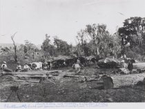 Boleyn's Bush. Copyprint