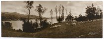 Sheep above Childrens Bay. J. L. Buckland, c.1925.