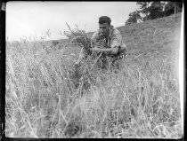 Ken MacKay reaping. Donald J. McKay photo, 1953.