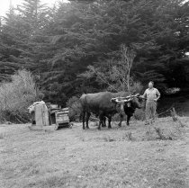 D.L. McKay leading bullock team. Donald J. McKay photo, 1953