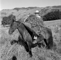 D.L. Mora. Donald J. McKay photo, c.1953