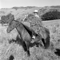 D.L. Mora. Donald J. McKay photo, c.1953
