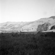 Threshing cocksfoot. Donald J. McKay photo, c.1953