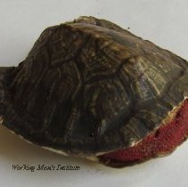 Turtle Shell Pincushion