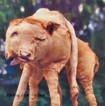 "The Eight Legged Calf"