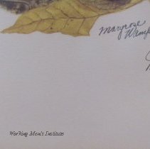 Lower Right of Daisy Mum