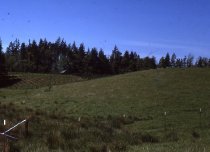 Grandma's Christmas Tree Farm
