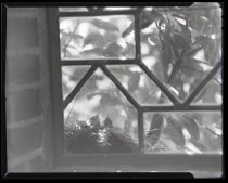 Negative, Sheet Film