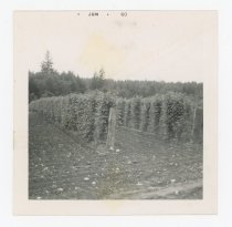 Print, Photographic - Side 1