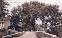 "The Big Tree", Newmarket, Ont. Canada circa 1930s